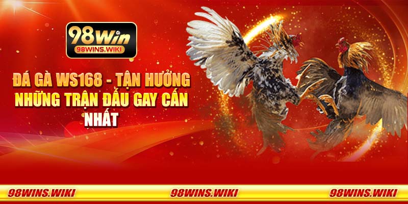 Đá gà WS168 - Tận hưởng những trận đấu gay cấn nhất