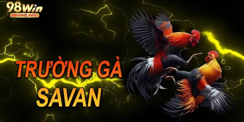 Toàn cảnh đấu trường đá gà Savan sôi động