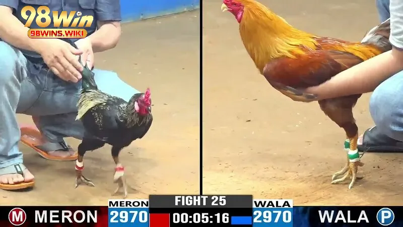 Chất lượng video sắc nét