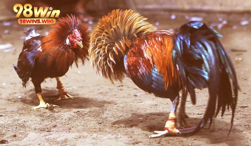 Tìm hiểu về loại hình đá gà lông Thomo